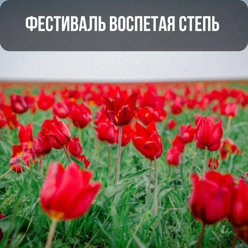 Воспетая степь. Фестиваль тюльпанов в Орловском районе Ростовской области 2023. Фестиваль воспетая степь 2023. Воспетая степь 2024. Воспетая степь 2024 фестиваль в ростовской области