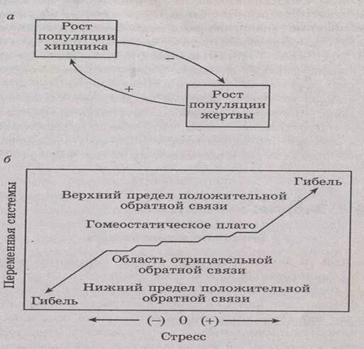 Отрицательные обратные связи в экосистемах. Прямые и обратные связи. Обратные связи в экосистемах. Обратные связи в экосистемах. Положительная и отрицательная обратная связь экология.