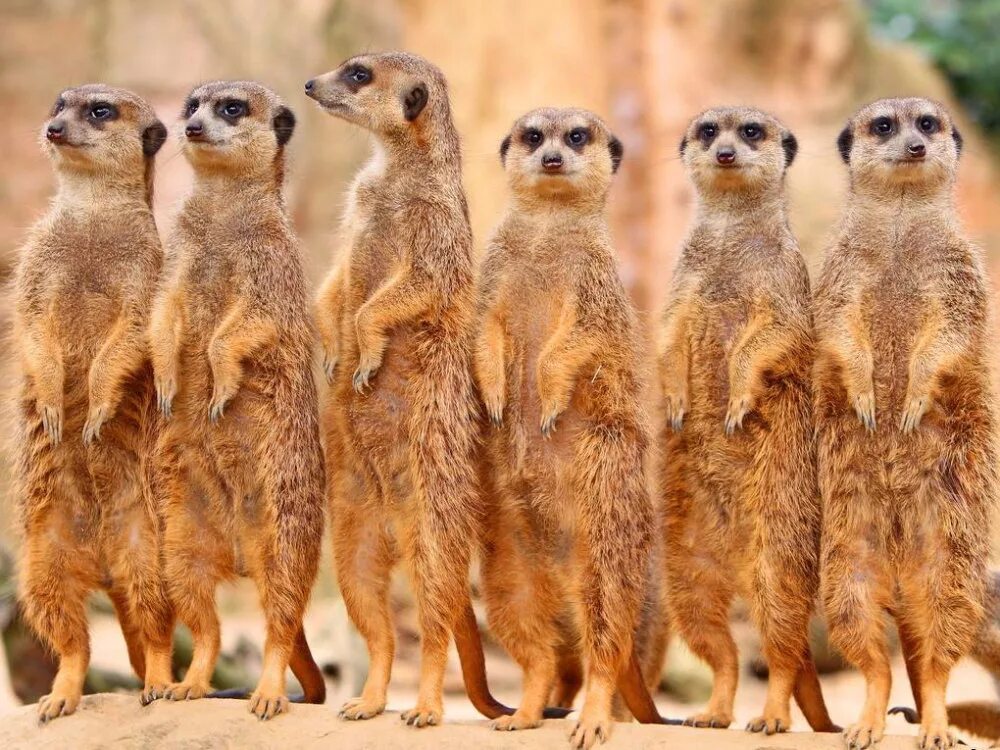 Сурикаты отряд. Сурикаты 2008. Сурикат f01189. Про сурикатов. Африканский сурикат.