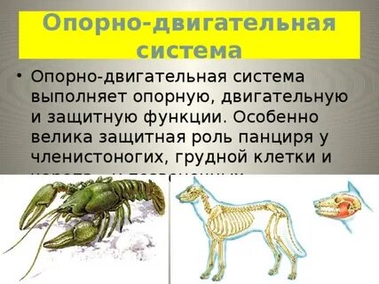 Опорная система животных