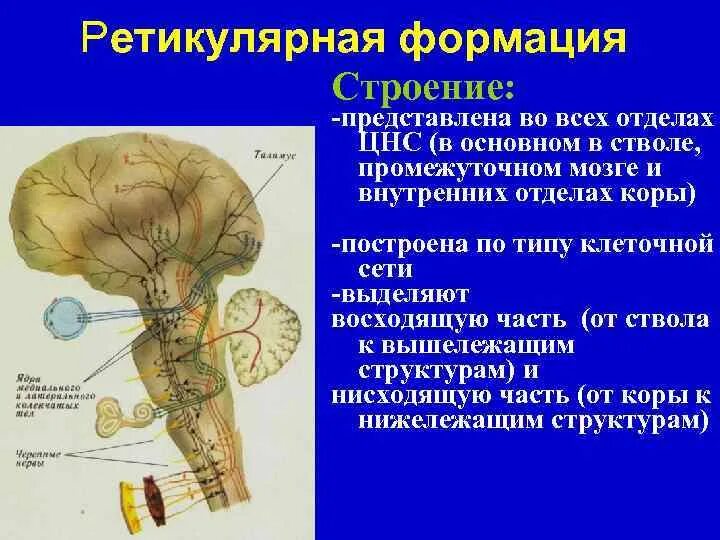 Нервные продолговатого мозга