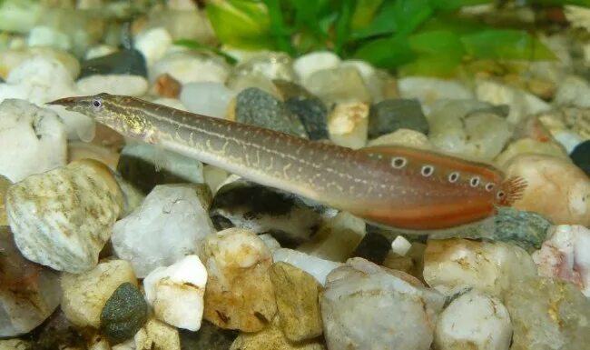 МАКРОГНАТУС ГЛАЗЧАТЫЙ - Macrognathus aculeatus