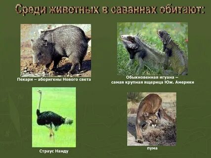 Животный мир всех природных зон южной америки