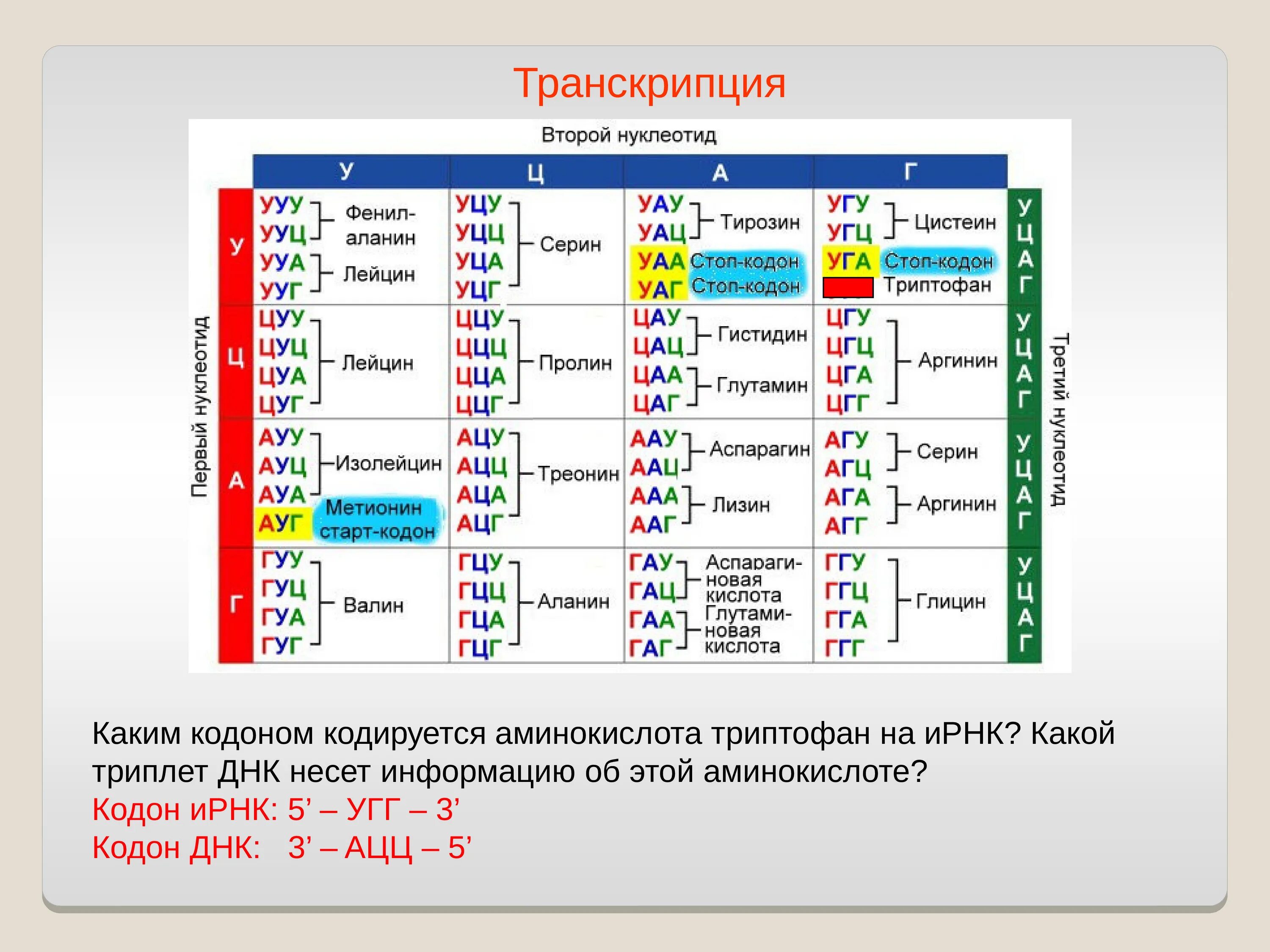 Hen транскрипция. Кодоны информационной РНК таблица. Триплеты ДНК таблица. Таблица генетического кода ИРНК 5 -3. Транскрипция ДНК И РНК таблица.