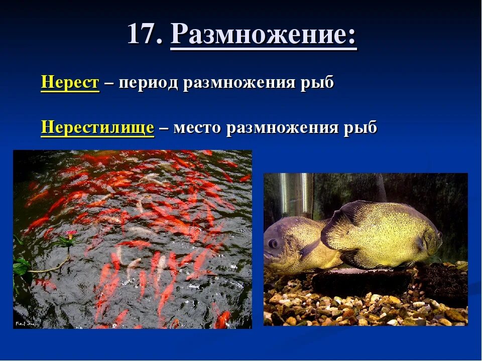 Размножение рыб. Размножение рыб нерест. Размножение рыб кратко. Нерест это у рыб кратко.