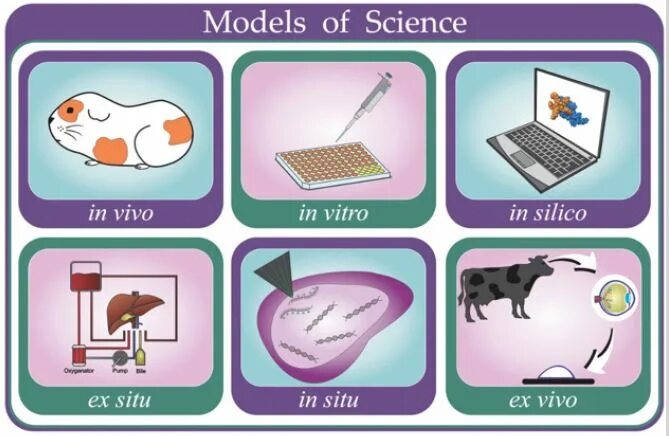 In vivo и in vitro что это такое. Метод диагностики in vivo. Методы in vivo. In silico in vitro in vivo.