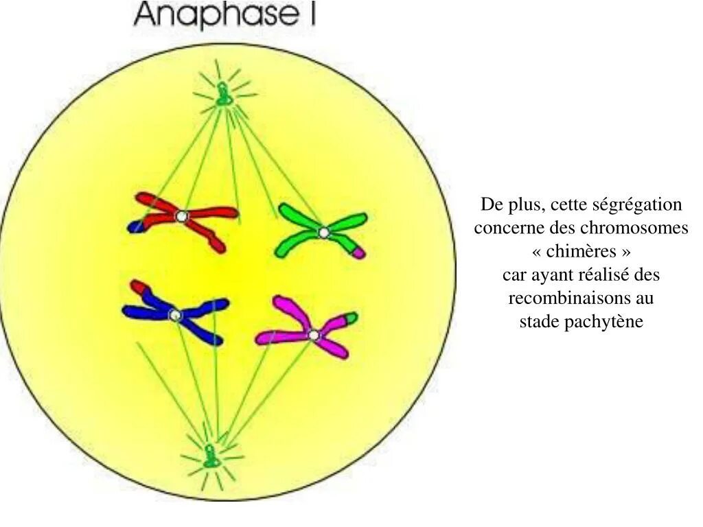 Метафаза 2 рисунок. Метафаза анафаза 1. анафаза мейоза 1. анафаза 1 и анафаза 2. метафаза и анафаза мейоза 1.
