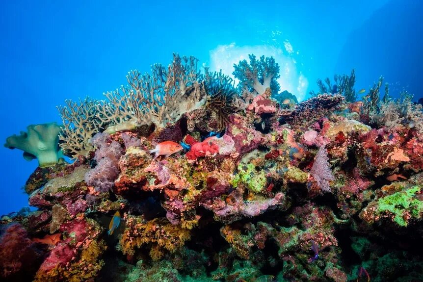 The coral has. Ортахский риф. Большой Барьерный риф (the great Barrier Reef). Great Barrier Reef Marine Park. Саркофитон коралл.