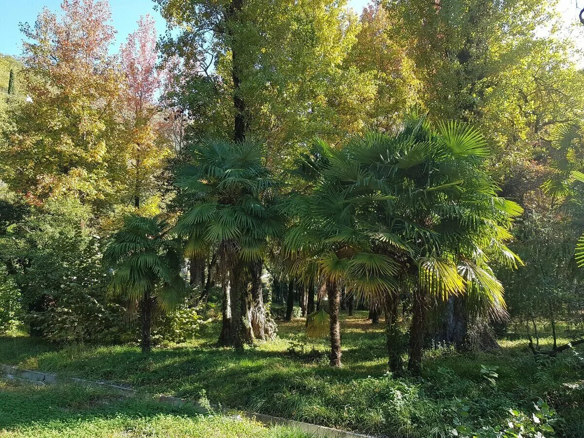 Приморский парк Гагра. Старая Гагра Приморский парк. Парк в Гаграх Абхазия. Гагры дендропарк. Гагры приморский
