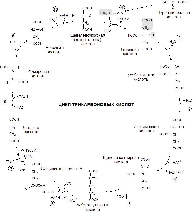реакция трикарбоновых кислот. цикл трикарбоновых кислот биохимия. цикл трикарбоновых кислот цтк биохимия. окислительные реакции цикла кребса. реакции трикарбоновых кислот.