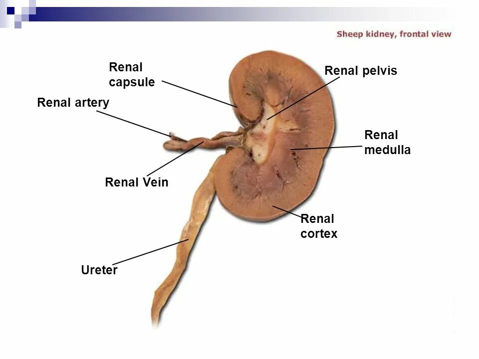 Лоханка латынь. Pelvis renalis. Hilum renalis. Sinus renalis анатомия. Pelvis renalis лоханка.