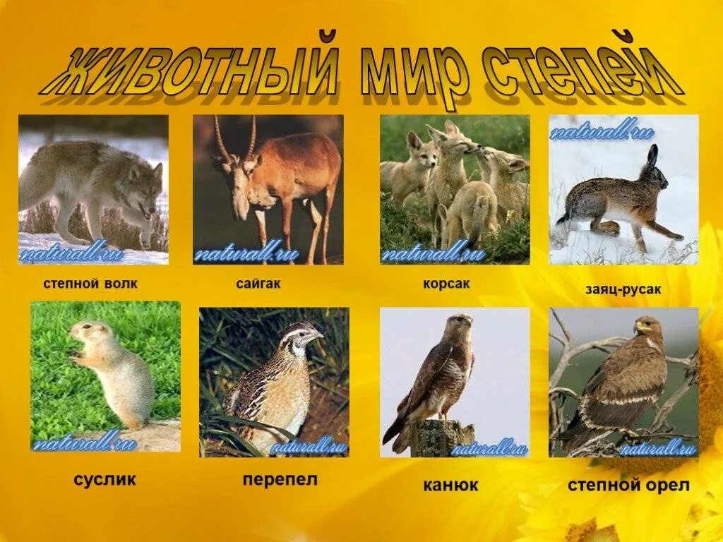 Какие животные обитают в степи. Животный мир степи. животные степи россии. животные зоны степей. животный мир степной зоны.
