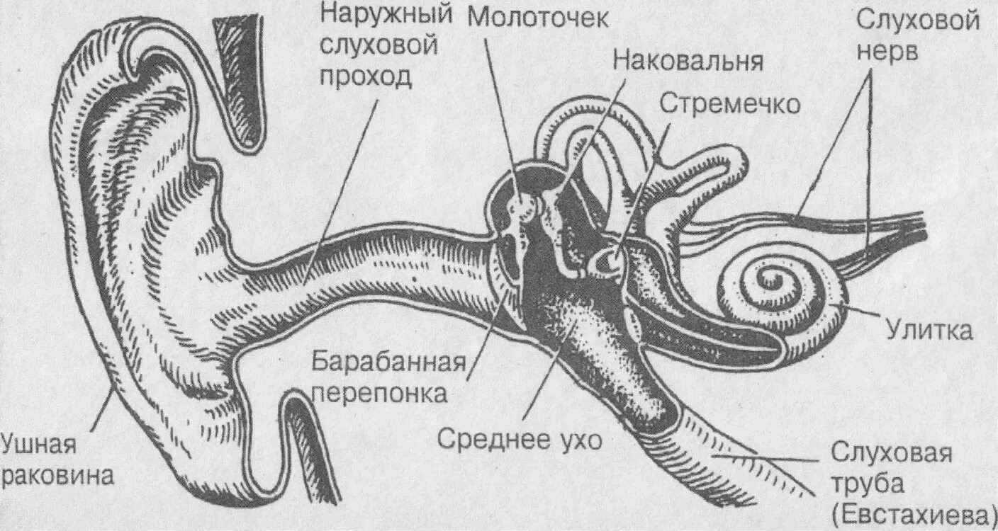 Схема органа слуха. Строение слухового анализатора человека анатомия. Схема строения органа слуха. Схема строение анализатора слуха. Структура слухового анализатора схема.