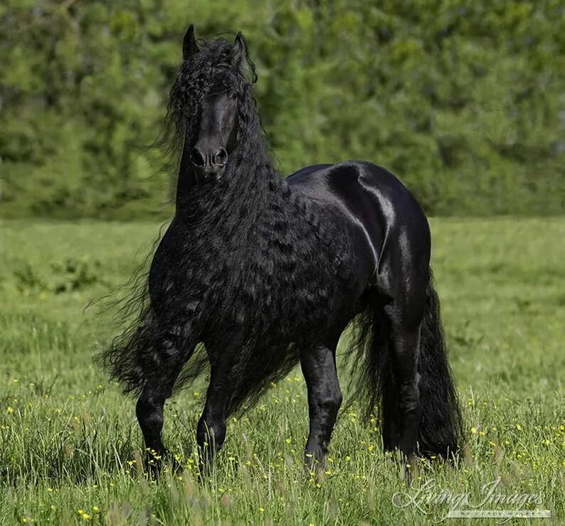 Конь с черной гривой. Фризская порода. Лошади породы фриз. Фризская лошадь. Голландская порода лошадей фриз.