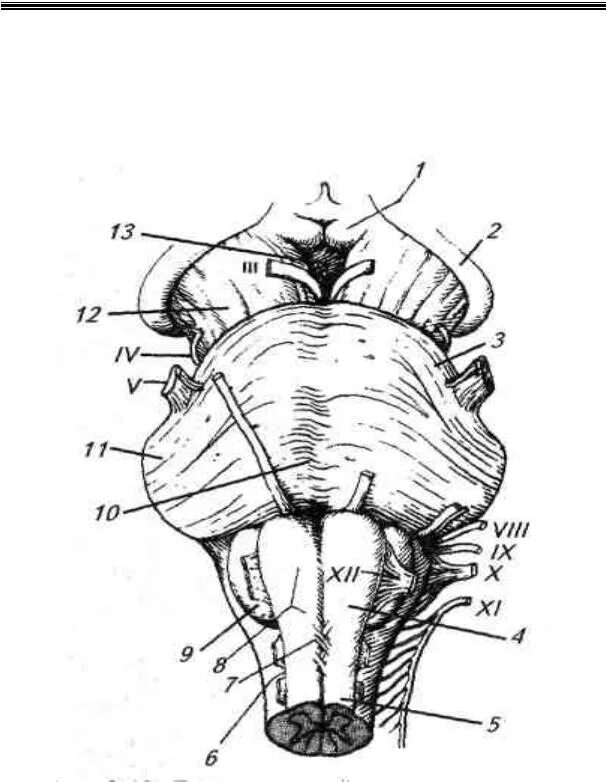 Каким номером на рисунке обозначен продолговатый мозг. Вентральная поверхность продолговатого мозга анатомия. Мозговой ствол анатомия. Вентральная поверхность ствола головного мозга. Дорсальная поверхность мозгового ствола.