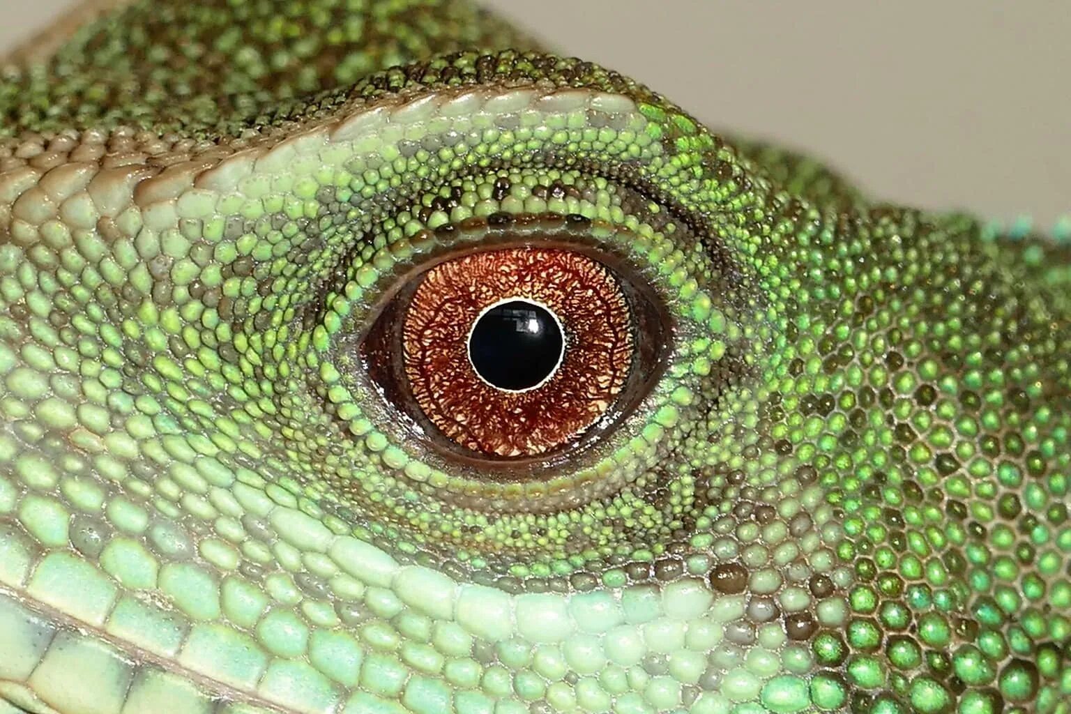 Игуана глаза. Центральная гетерохромия хамелеон. Рептилии хамелеон Пучеглазый. Глаз игуаны. Гетерохромия у хамелеона.