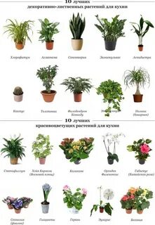 комнатные растения фото с названиями по алфавиту