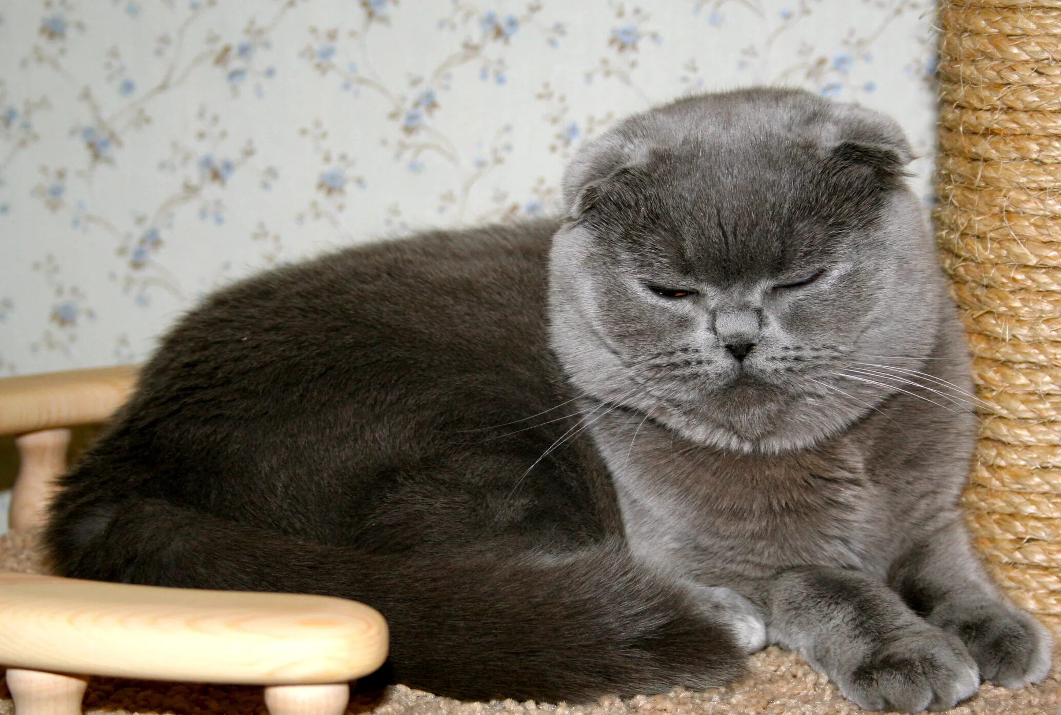 Сколько живет шотландская кошка в домашних условиях. Шотландский вислоухий кот. Скоттиш-фолд Шотландская вислоухая голубая. Шотландский вислоухий короткошерстный кот. Взрослый кот шотландец вислоухий.