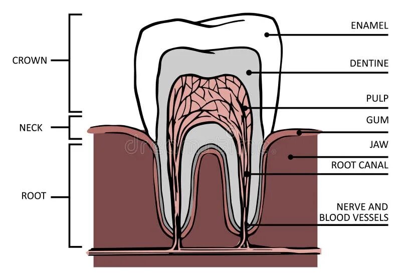 Строение зуба. Строение зуба рисунок. Анатомическое строение зуба.