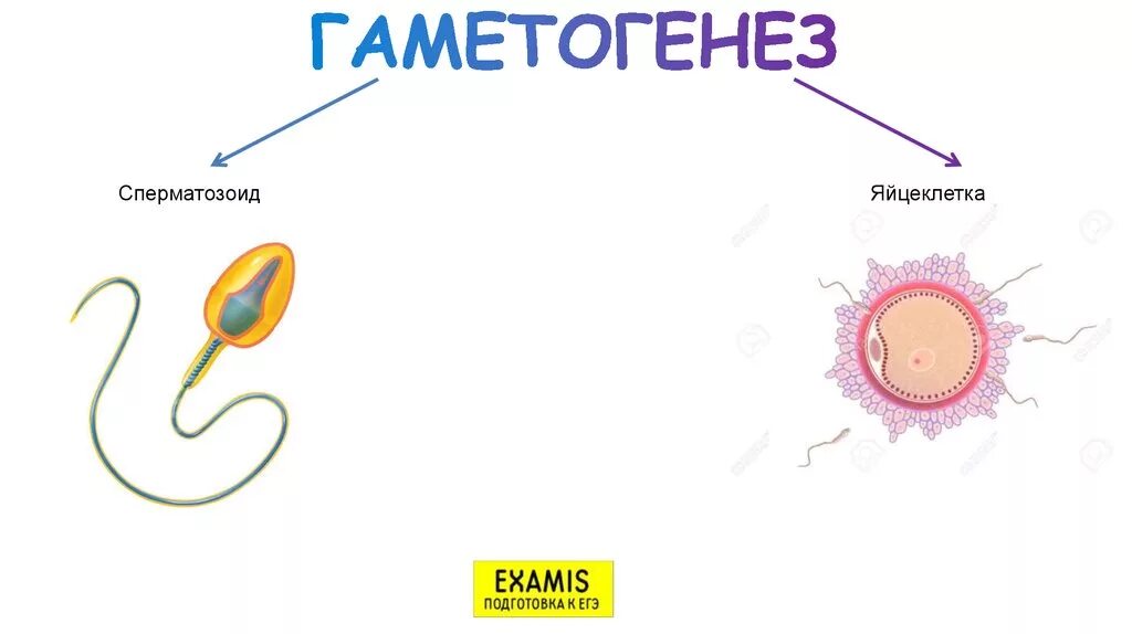 Гаметогенез. Схема развития яйцеклетки. Сперматозоид и яйцеклетка. Процесс гаметогенеза схема.