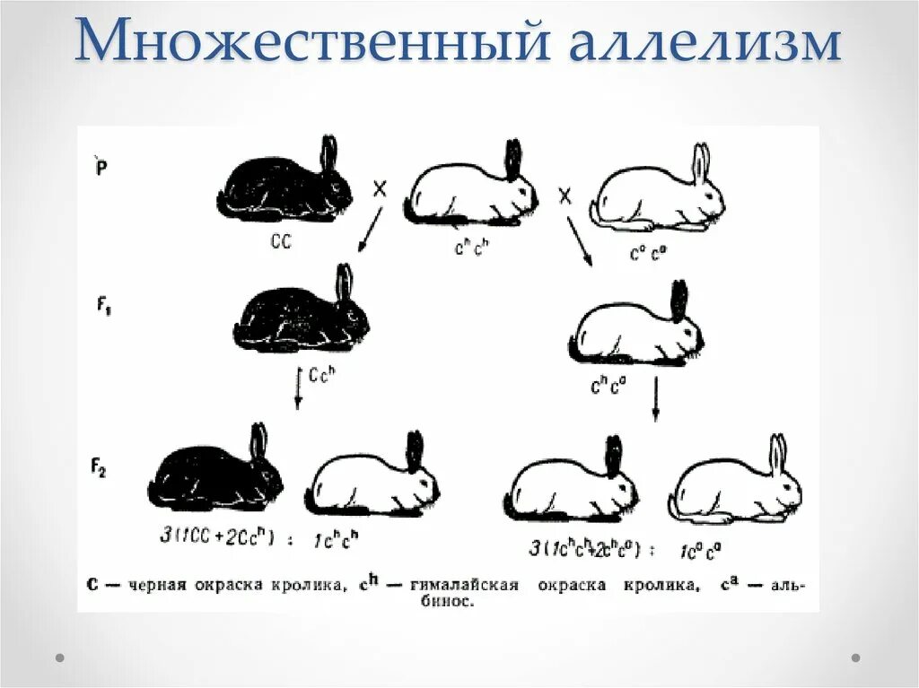 Множественный аллелизм у кроликов. Наследование окраски шерсти у кроликов. Множественный аллелизм окраска кроликов. Множественный аллелизм окраска шерсти у кроликов.