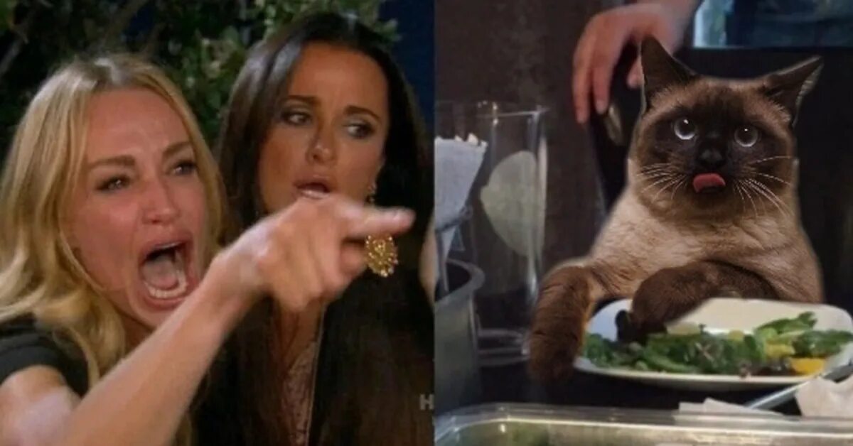 Taylor vs Cat - Coriander - Album on Imgur