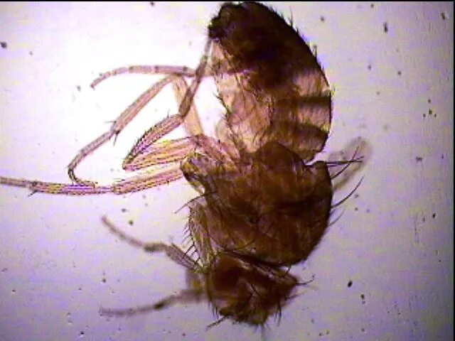 бескрылая дрозофила хвост. муха дрозофила бескрылая форма. бескрылая дрозофила. муха дрозофила мутации. дрозофилы ebony.