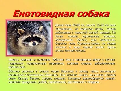 Енотовидная собака развитие с метаморфозом