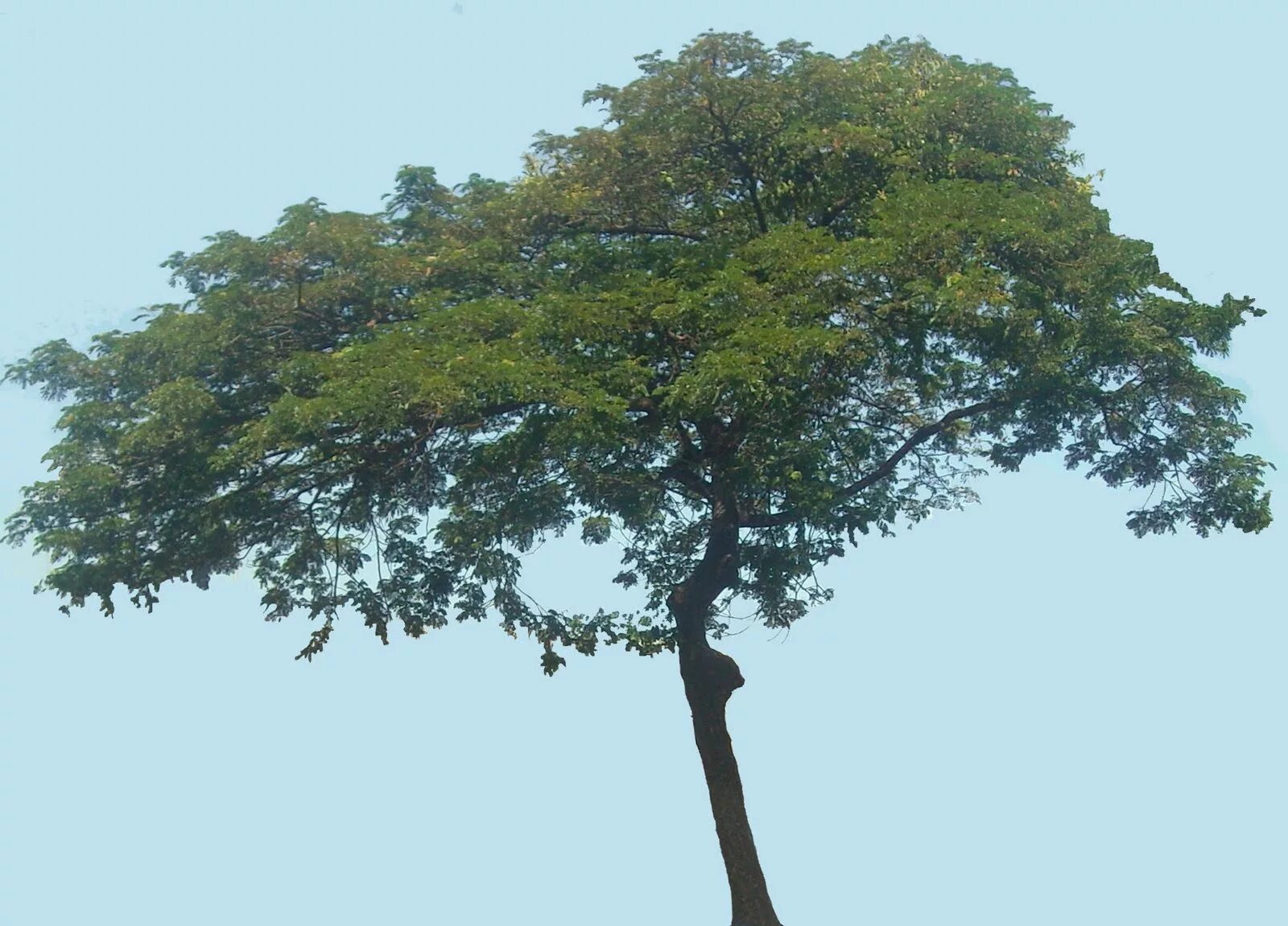 Sams tree. Дерево саманея. альбиция дерево на белом фоне. rain tree samamea дерево. s.a.m. дерево.