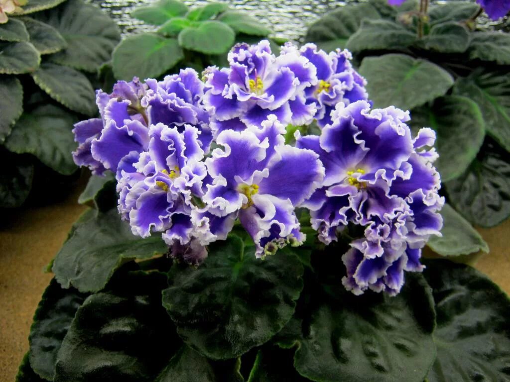 Фиалка ек заснеженные карпаты. Фиалка снежные. Фиалка заснеженные карпаты. Фиалка снежные. Ек наутилус фиалка.