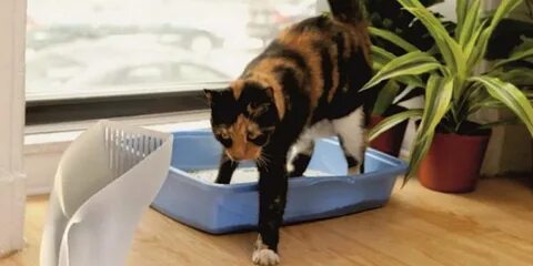 Кот закапывает туалет