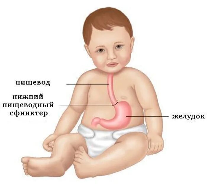 Пищевод у детей. Желудок новорожденного ребенка. Строение пищеварительной системы для детей. Система пищеварения грудного ребенка.