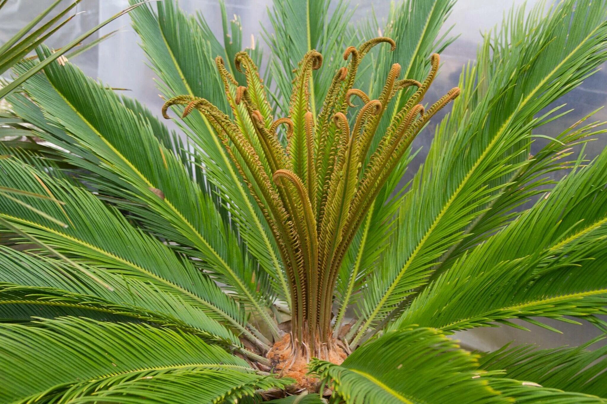 Cycas revoluta. Цикас революта. саговник цикас. пальма цикас. цикас revoluta.