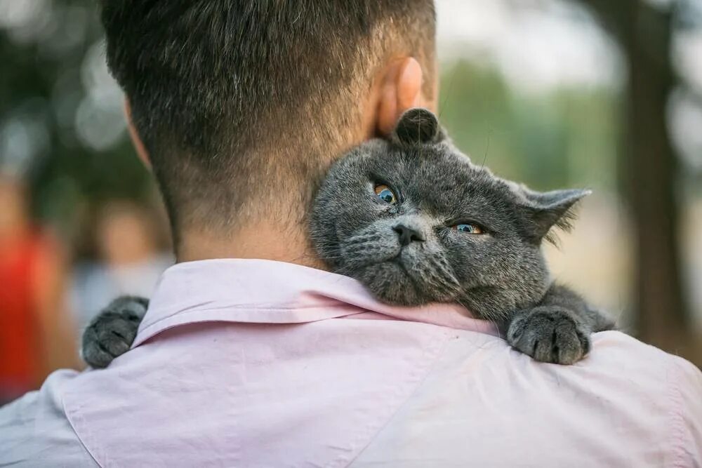 Кот должен быть. Кошка и хозяин. мурлыканье кота.