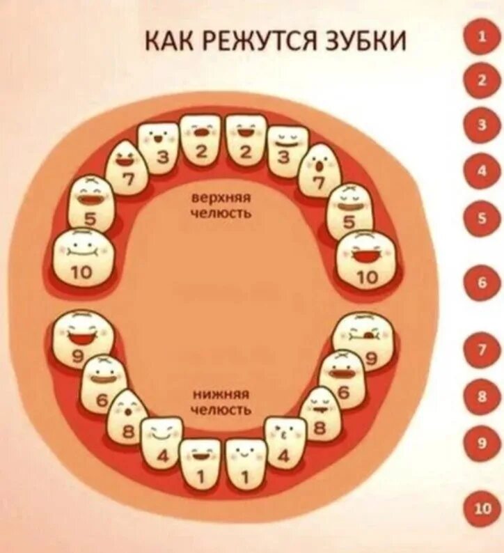 В 3 года сколько зубов должно быть. Боковые резцы в 10 месяцев. Задержка роста зубов. Как лезут нижние моляры в 2 года.