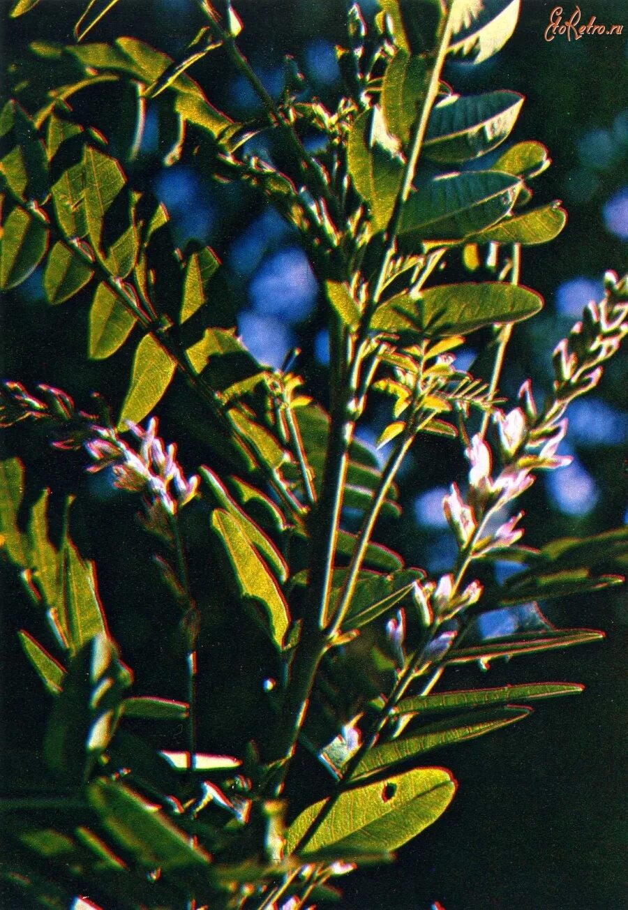 Лакрица Солодка растение. Солодка Уральская (Glycyrrhiza uralensis). Лакрица корень солодки. Корень солодки, Солодка Уральская, лакричник. Лакрица растение