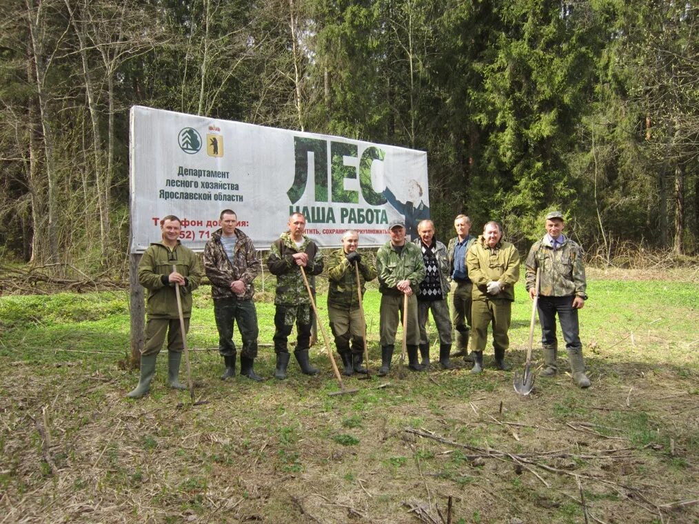 Ярославская область лесное хозяйство. Ярославская область лесное хозяйство. Ярославская область лесное хозяйство. Лесной фонд ярославской области. Лесничества ярославской области.