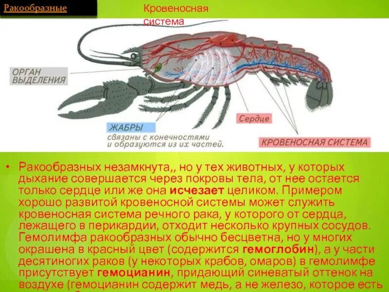 Нервная система у ракообразных ракообразные. Общая характеристика ракообразных. Дыхательная система ракообразных. Ракообразные описание.