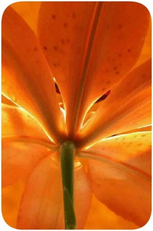 Оранжевый цвет ассоциации. Оранжевые цветы эстетика. Оранжевый цвет коллаж. Оранжевый цвет. Человек ассоциируется с оранжевым цветом.