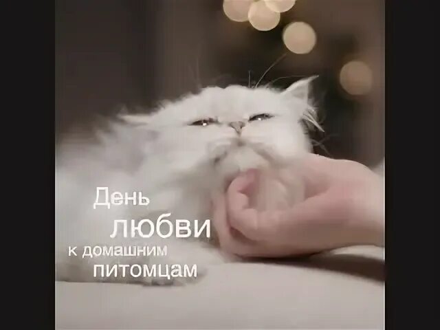 20 февраля день любви к своему питомцу