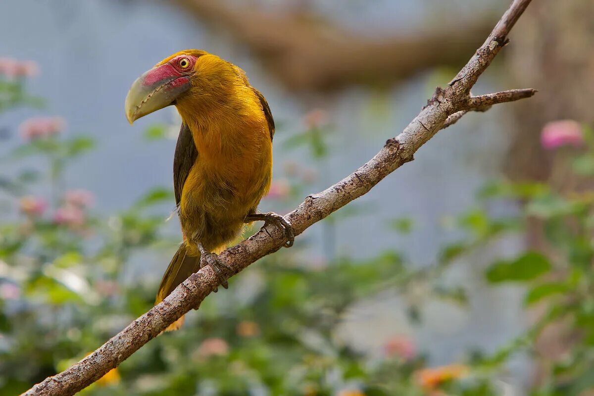 Алая пиранга, Piranga rubra, Summer Tanager Costa Rica, Ar. Flickr