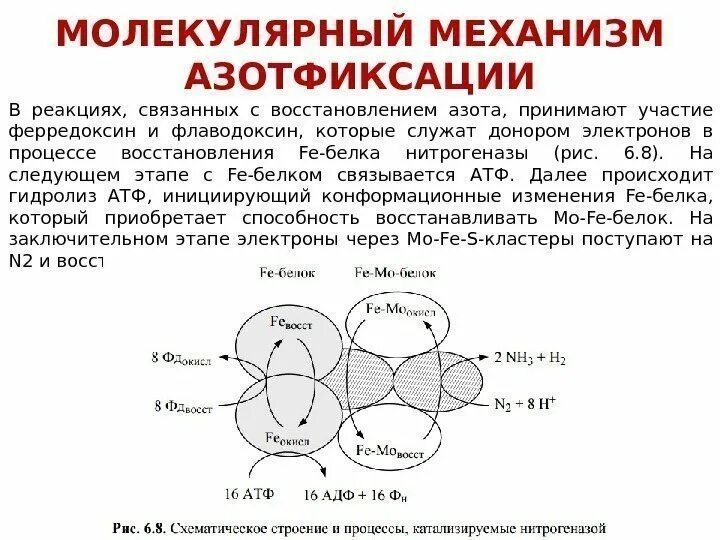 Картинки БИОЛОГИЧЕСКАЯ ФИКСАЦИЯ АЗОТА