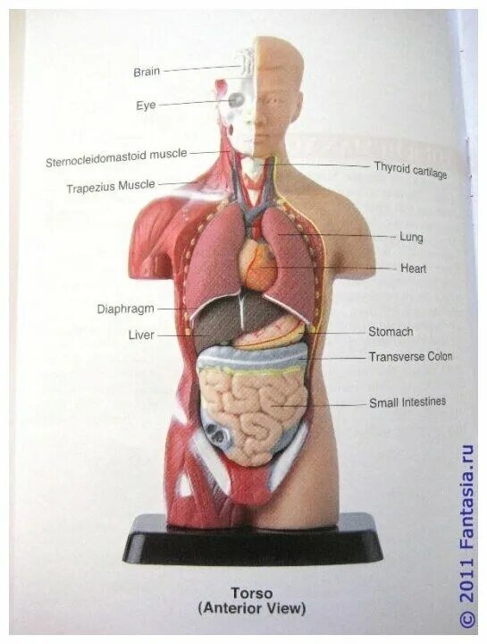 Органы человека. Строение органов человека. Строение тела человека. Макет человеческого организма. Органы человека схема с названиями и фото