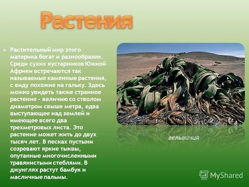 материк австралия омывается. презентация по южной америке. самый влажный материк самый сухой. презентация на тему материки. этот материк можно назвать самым сухим.