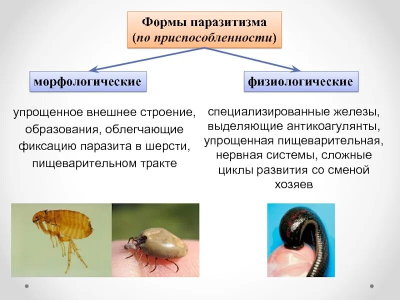 Типы паразитизма. Формы паразитизма. паразитизм формы паразитизма. формы паразитизма с примерами. примеры паразитизма в биологии.