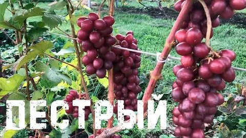Виноград сорт пестрый отзывы