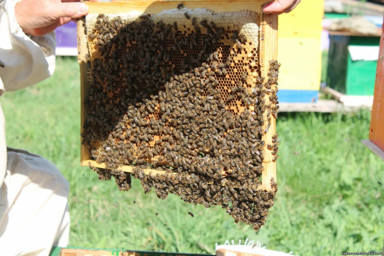 Пчелы на высадку. Пчелиные отводки. Отводок пчел. Пчелы пасека. Пчелиная семья.