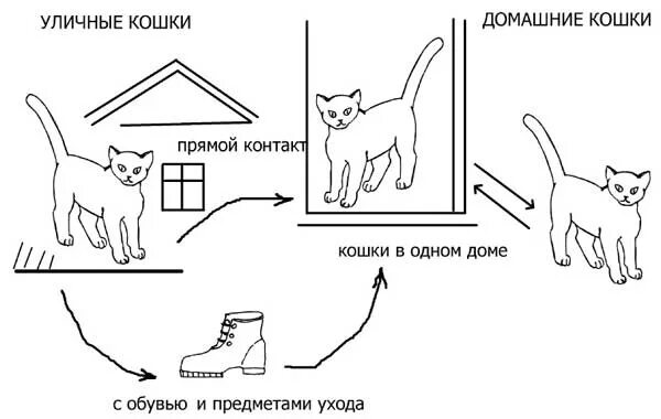 Нужна ли прививка домашней кошке. Панлейкопения кошек пути заражения. Схема лечения панлейкопении у котят. Патогенез панлейкопении кошек. Схемы терапии кошек.