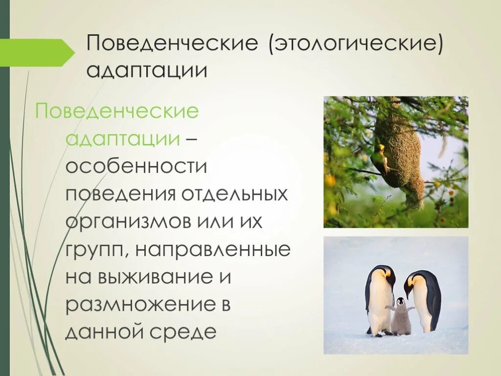 Этологические приспособления примеры. Примеры поведенческой адаптации организмов. поведенческая адаптаций живых организмов. поведенческие адаптации характеристика. поведенческая адаптация приспособление.