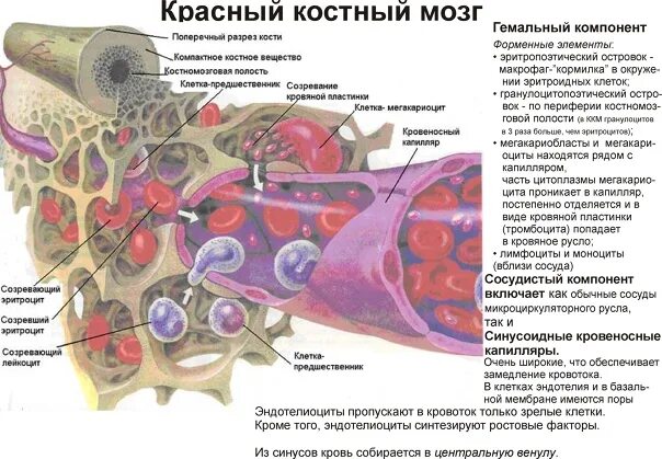 Кроветворение анатомия костный мозг. Костный мозг гемопоэз гистология. Кроветворение в Красном костном мозге. Красный костный мозг иммунная система. Костный мозг собаке